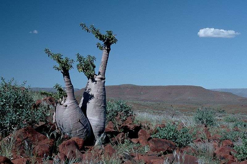 Arbre à bouteille en Namibie (Pachypodium lealii Welw.) Arbre à bouteille en Namibie (Pachypodium lealii Welw.)