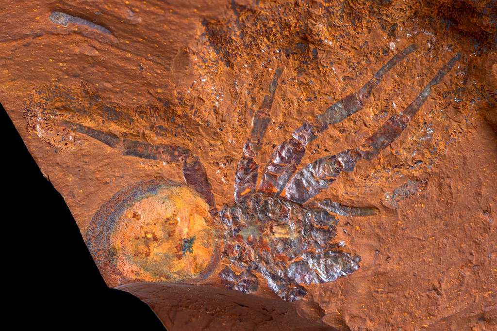 L'empreinte d'une araignée mygalomorphe a été préservée depuis le Miocène en Australie. © Michael Frese