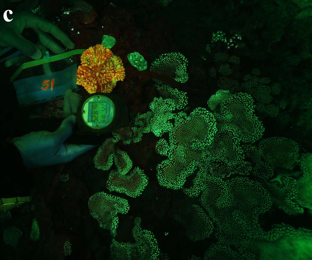 Grâce aux progrès techniques réalisés en plongée sous-marine, les communautés coralliennes des grandes profondeurs peuvent être mieux étudiées par les scientifiques. © Gal Eyal et al., PLos One