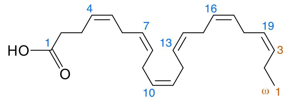 L’acide docosahexaénoïque (DHA) est un acide gras insaturé dont la chaîne renferme 22 carbones. C'est sur le troisième carbone (en partant du côté opposé au groupement carboxylique, donc ici à droite) qu'est positionnée la première double liaison carbone-carbone, caractéristique propre aux oméga-3. © Timlev37, Wikimedia, domaine public