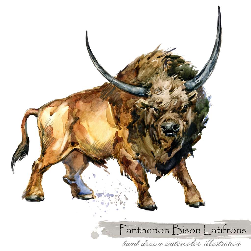 Vue d'artiste du bison géant Bison latifrons. © Елена Фаенкова, Adobe Stock