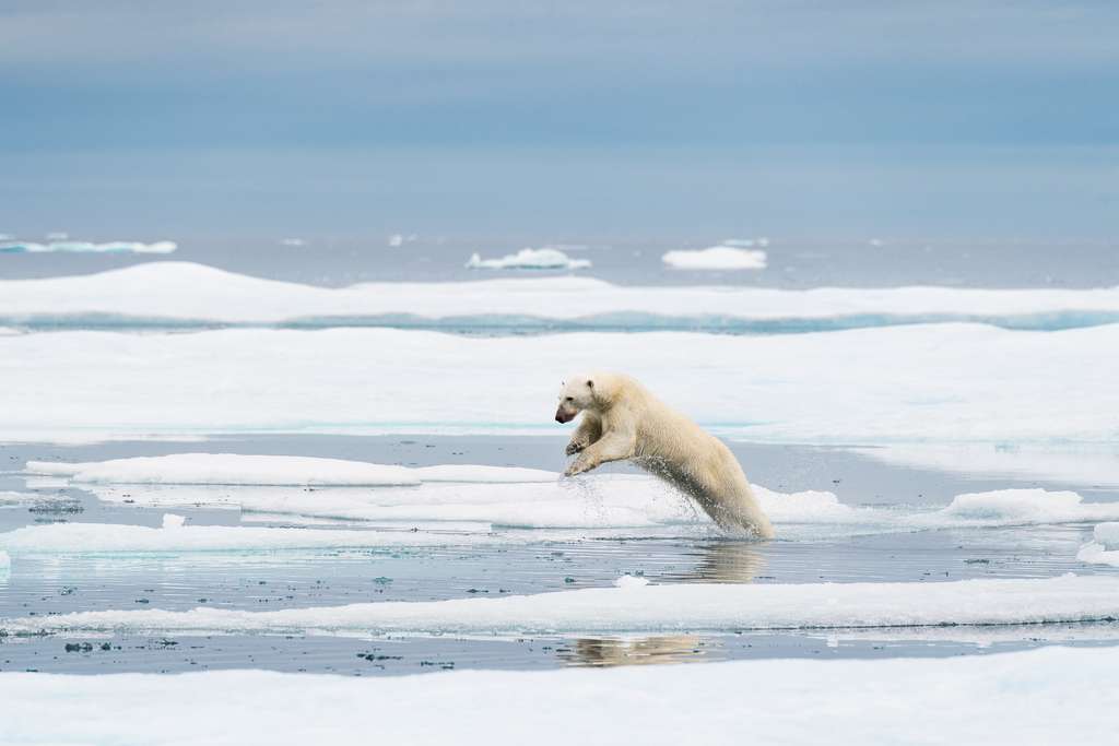 Le saut de l'ours Le saut de l'ours