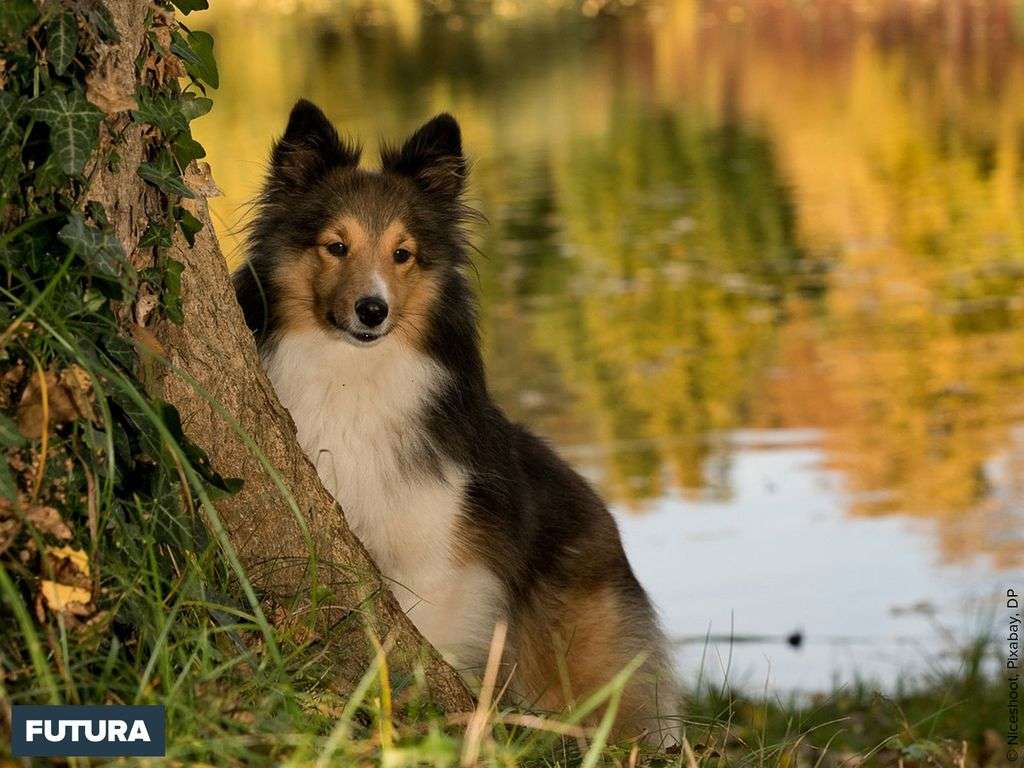 Berger des Shetland, élégant, doux et intelligent Berger des Shetland, élégant, doux et intelligent