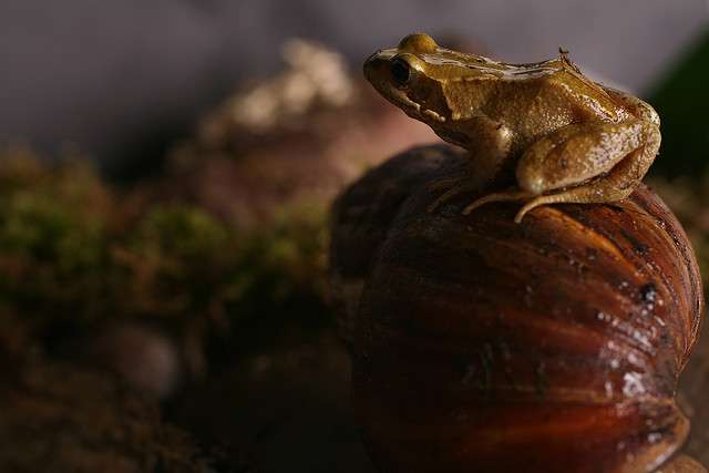 Une grenouille rousse (Rana temporaria) sur un escargot géant d'Afrique. © nnic, Flickr, cc by nc sa 2.0