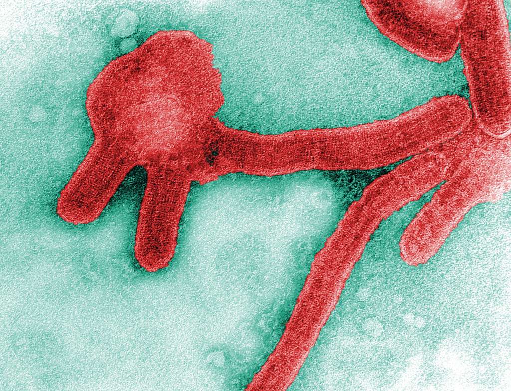 Le virus Marburg appartient à la famille des filovirus, tout comme le virus Ebola. © CDC, Frederick Murphy