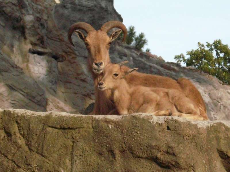 Mouflon femelle et son chevreau. © Domaine public