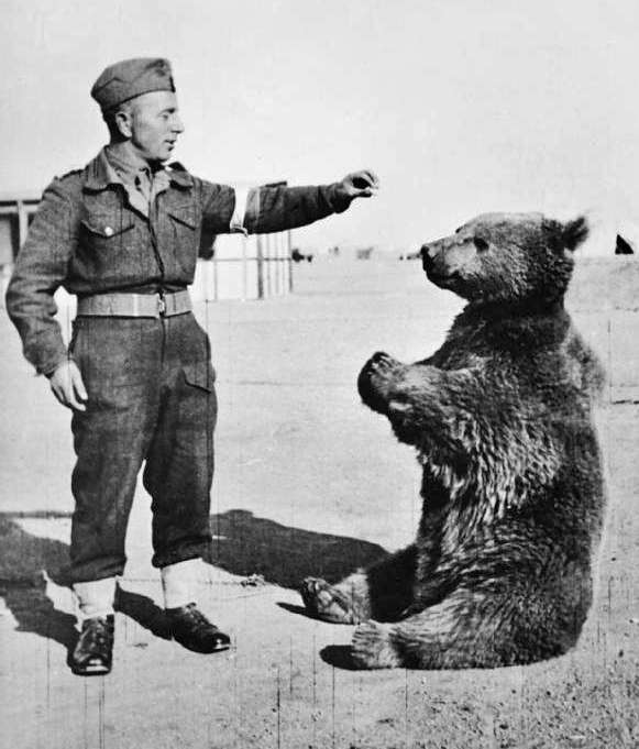 L’ours Wojtek est né en 1942 et mort en 1963. © Imperial War Museum, Wikipedia, Domaine public