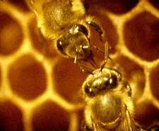Une piqûre d'abeille peut provoquer un choc anaphylactique. © DR Une piqûre d'abeille peut provoquer un choc anaphylactique. © DR