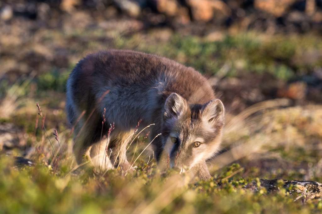 Le renard isatis et sa fourrure de camouflage Le renard isatis et sa fourrure de camouflage