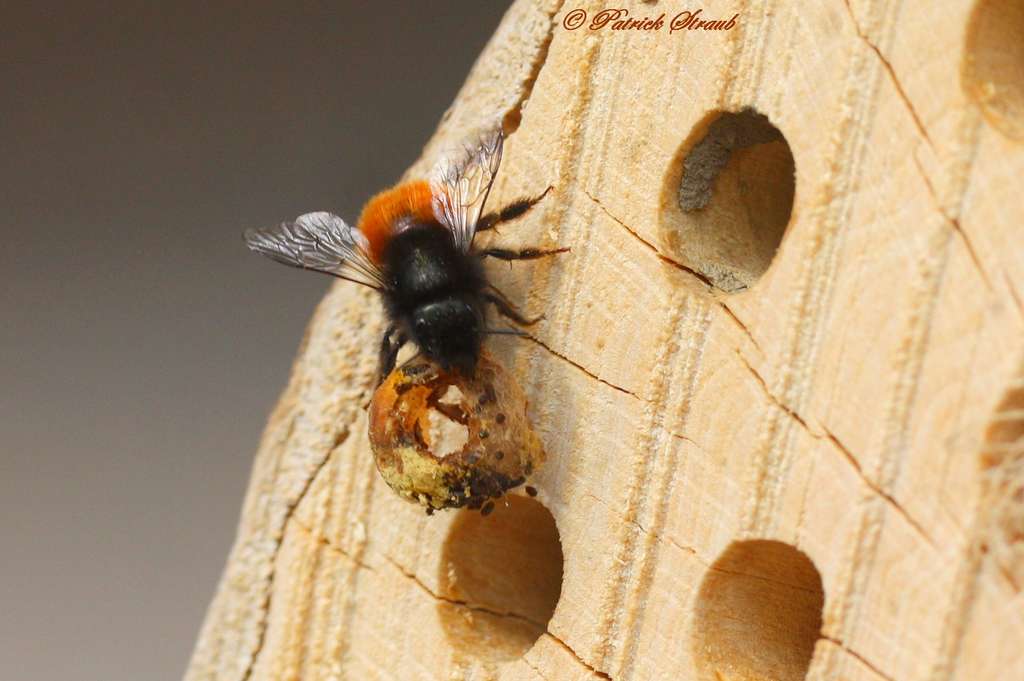 Definition Osmie Cornue Osmia Cornuta Futura Planete