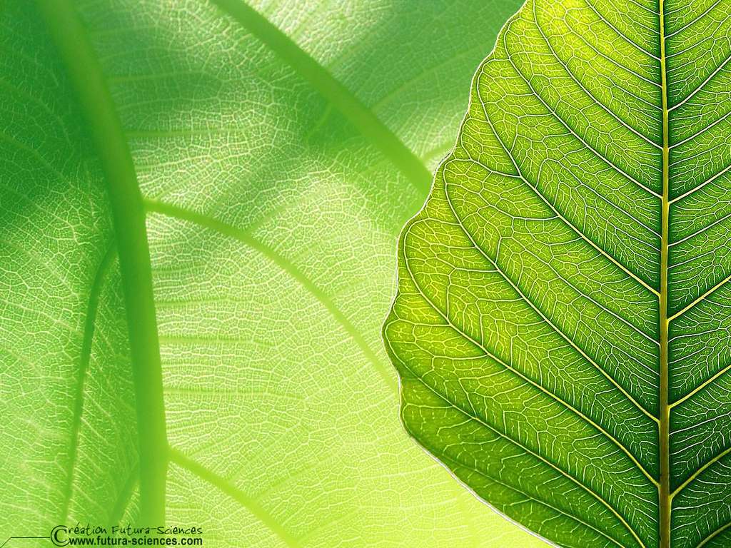 Feuille, nervures Feuille, nervures
