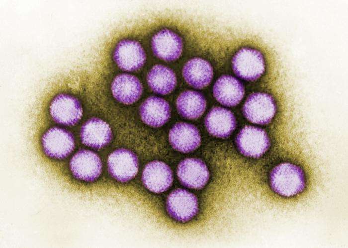 Un agrégat d’adénovirus humains. © CDC, Dr. G. William Gary