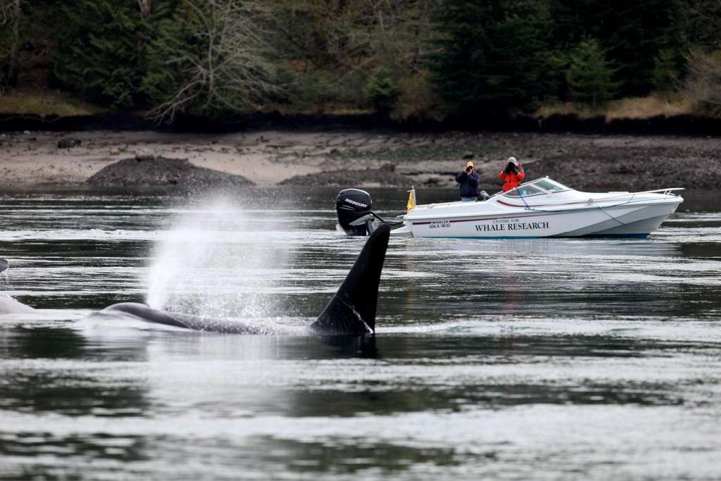 Le comportement des orques est habituellement observé depuis un bateau. © Mark Malleson