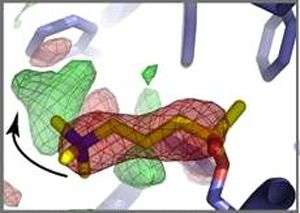 La coupure du neurotransmetteur acétylcholine (jaune) dans le site actif de l'acetylcholinestérase (bleu) provoque la réorientation de la choline, un des deux produits du clivage. Elle passe de la position en rouge à la position en vert (flèche). Crédit : CEA – CNRS – Université Joseph Fourier de Grenoble.