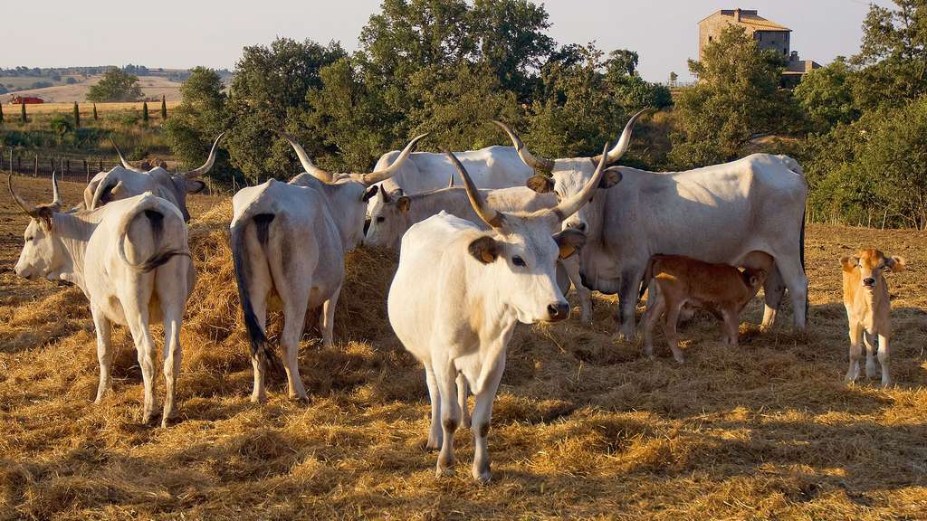 La maremmana, une vache d'origine italienne La maremmana, une vache d'origine italienne