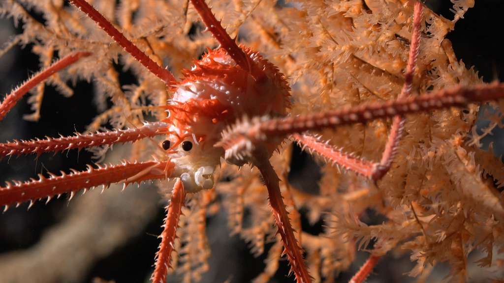 Parmi les espèces nouvelles les plus merveilleuses découvertes par les chercheurs au large du Chili, ce homard trapu observé dans le corail à une profondeur de quelque 670 mètres. © ROV SuBastian, Schmidt Ocean Institute, CC by-NC-SA