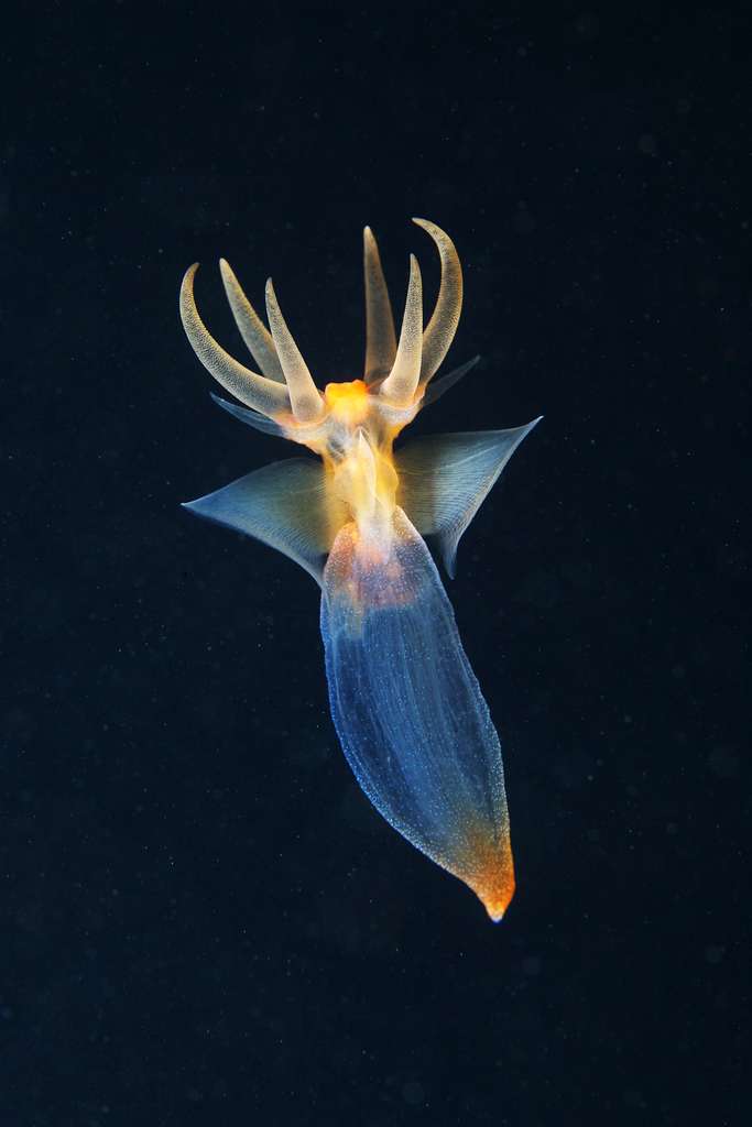Un ange des mers carnassier : Clione limacina