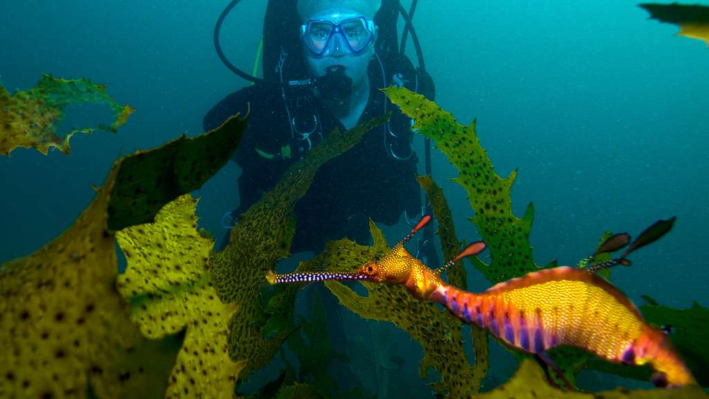 Le dragon de mer, proche de l'hippocampe Le dragon de mer, proche de l'hippocampe