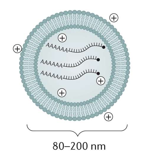 L’ARNm est encapsulé dans une nanoparticule lipidique pour le protéger de la dégradation et favoriser sa pénétration dans la cellule. © N.Pardi et al, Nat Rev Drug Discov, 2018