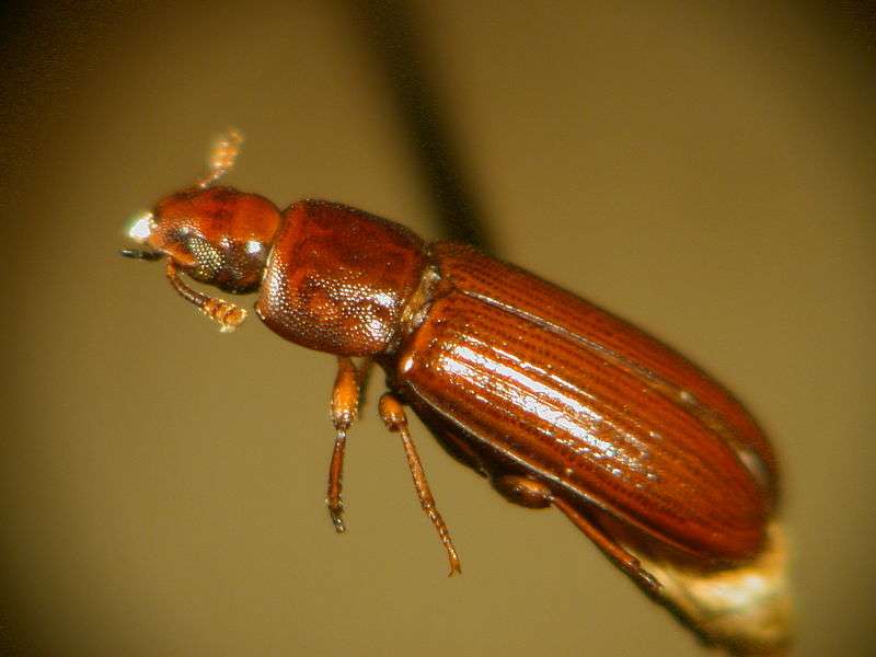 L'homosexualité chez les animaux : l'insecte tribolium L'homosexualité chez les animaux : l'insecte tribolium