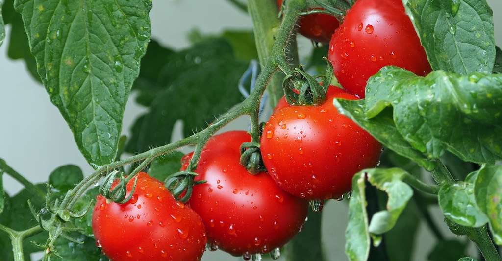 Les protéines sur lesquelles ont travaillé les chercheurs allemands pourraient, à l’avenir, servir de marqueurs pour la culture de variétés de tomates et de fraises hypoallergéniques. © esiul, Pixabay, CC0 Creative Commons