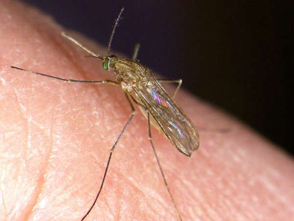 Le moustique le plus commun est le Culex pipiens. Seule la femelle pique d'autres espèces animales : elle se nourrit de sang pour produire ses œufs. © Fabrizio Montarsi, Wikipédia, cc by 3.0