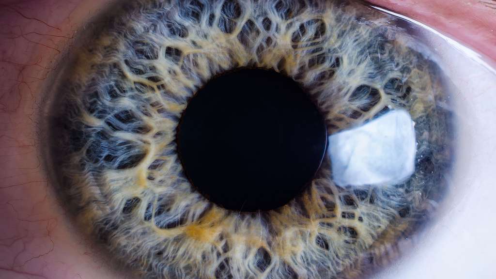 L'iris, la partie colorée de l'œil L'iris, la partie colorée de l'œil