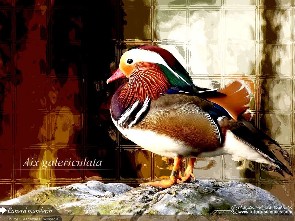 Canard Mandarin Canard Mandarin