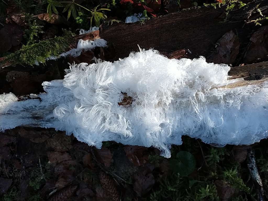 Cheveux de glace observés près de Saint-Laurent-en-Grandvaux dans le Jura, le 17 décembre 2023. © Olivier Faivre