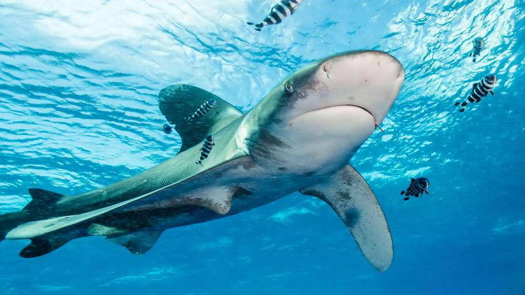 Le requin longimane : un requin aux grandes ailes Le requin longimane : un requin aux grandes ailes