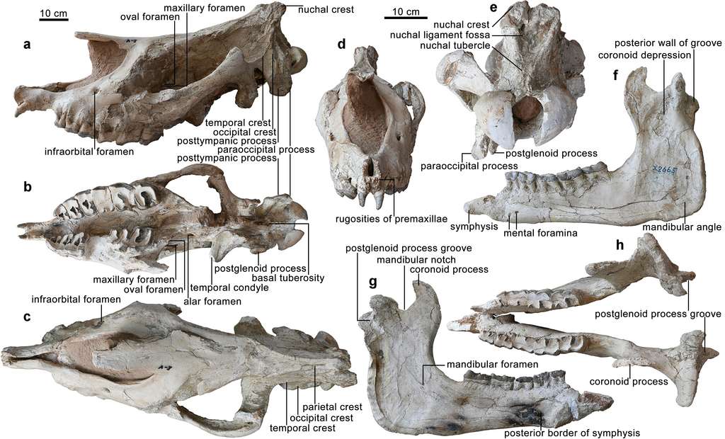 Les fossiles de Paraceratherium linxiaense retrouvés en Chine. © Tao Deng