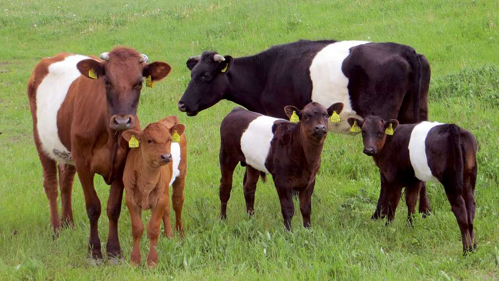 Photo La Lakenvelder Une Vache Originaire Des Pays Bas