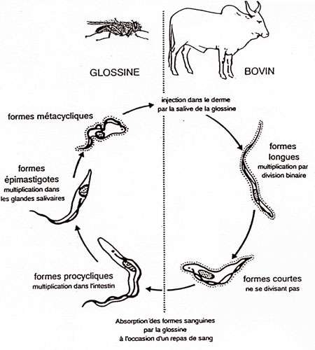 Cycle 002 - Formes successives de T. brucei au cours du cycle parasitaire où ce parasite passe de la glossine vectrice à l'hôte bovin. © E. Authié, Cirad-emvt