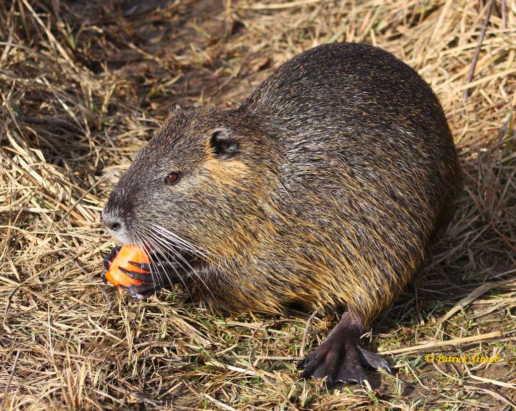 Definition Ragondin Castor Des Marais Myocastor Coypus Futura Planete