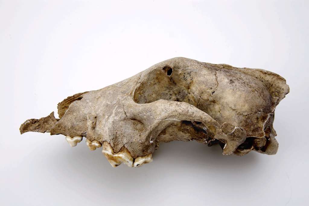 Ce crâne de canidé a été découvert dans la grotte de Goyet, en Belgique. Il appartenait à un chien paléolithique qui a vécu voici 36.000 ans, et qui vient d'être classé dans le groupe frère de celui de l'ancêtre des chiens modernes. © Institut royal des sciences naturelles de Belgique