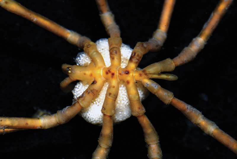 Pycnogonide mâle portant des œufs Pycnogonide mâle portant des œufs