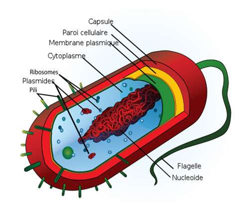 Schéma d'une bactérie : structure cellulaire d’une cellule bactérienne typique. © Mariana Ruiz Villarreal, Domaine public