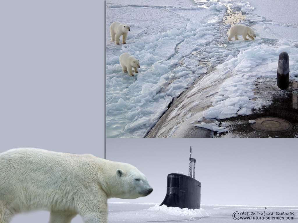 Ours Polaire Ours Polaire