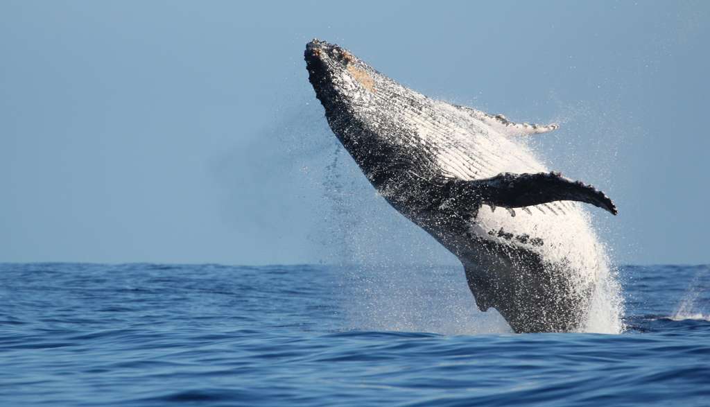 Sublime et impressionnant saut d’une baleine à l’île de La Réunion. © ayrelein, Fotolia