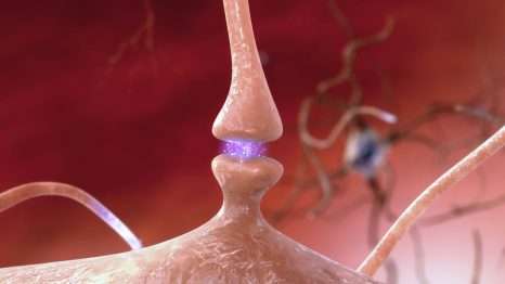 Dans le système nerveux, une synapse est une structure qui permet à un neurone (ou cellule nerveuse) de transmettre un signal électrique ou chimique à un autre neurone. © National Institute on Aging, NIH, Flickr