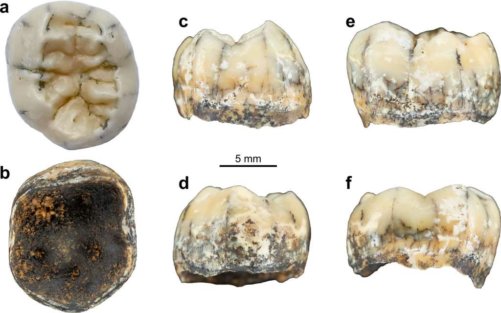 Vues (a) occlusale, (b) inférieure, (c) mésiale, (d) distale, (e) buccale et (f) linguale de la dent de Dénisovienne trouvée au Laos. © Demeter et al, 2022