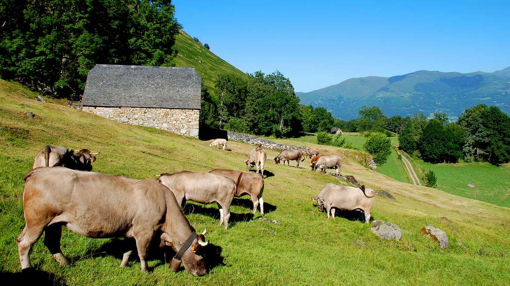La vache bazadaise et sa belle robe grise La vache bazadaise et sa belle robe grise