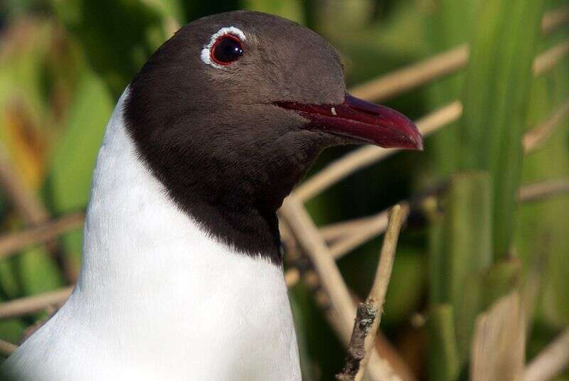 L'homosexualité de la mouette rieuse mâle L'homosexualité de la mouette rieuse mâle