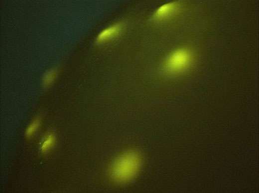 Perle à défauts sous UV. © Ifremer, tous droits de reproduction interdits