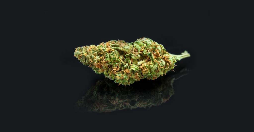 Marijuana. &copy; BestStockFoto, Shutterstock 