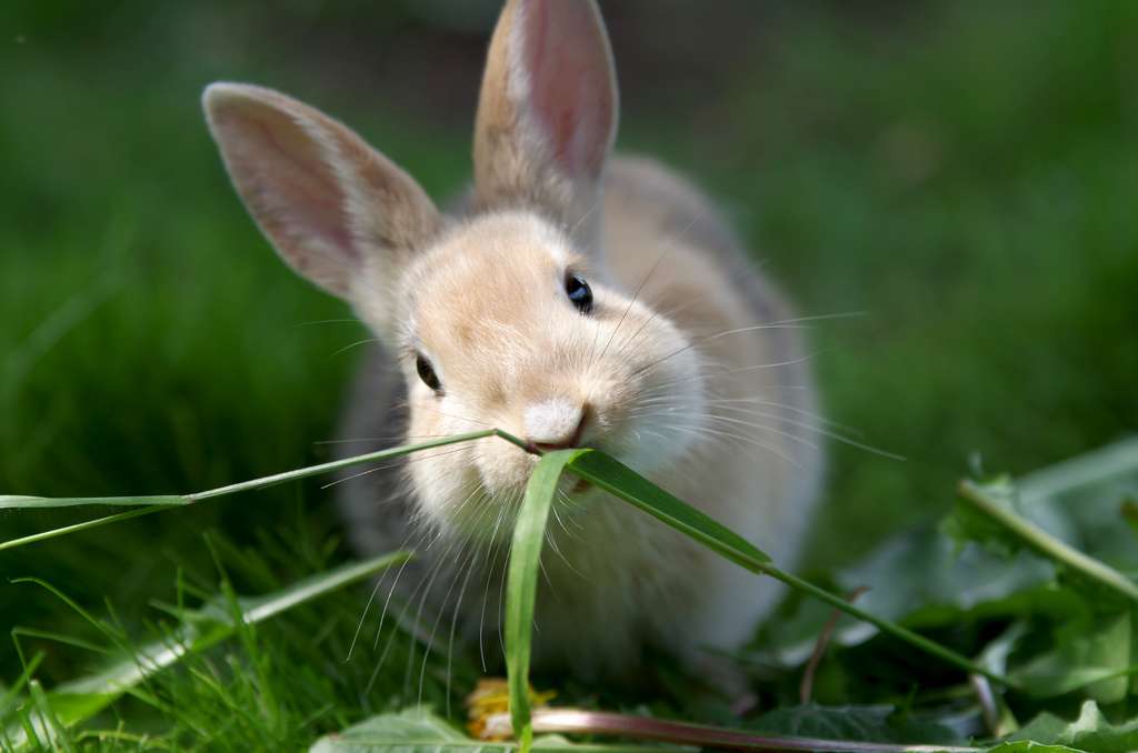 En 2020, les tests d'irritation oculaire ne sont plus réalisés sur des lapins vivants grâce à la mise en place de méthodes alternatives. © cuhle-fotos, Adobe Stock
