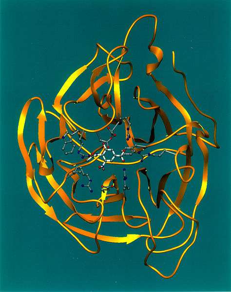 La neuraminidase, cette enzyme ici en jaune, correspond au fameux N qui accompagne toujours le nom de la souche (comme H5N1). Il en existe de neuf sortes et elle joue un rôle clé dans l'expansion du virus de la grippe. © Nasa, Wikipédia, DP