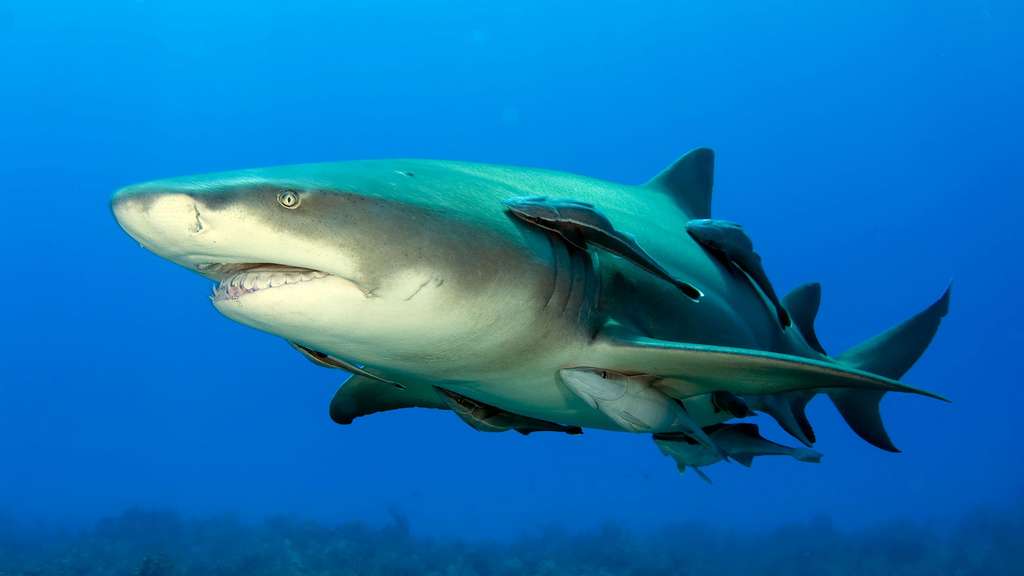 Le requin-citron : un camouflage jaune Le requin-citron : un camouflage jaune