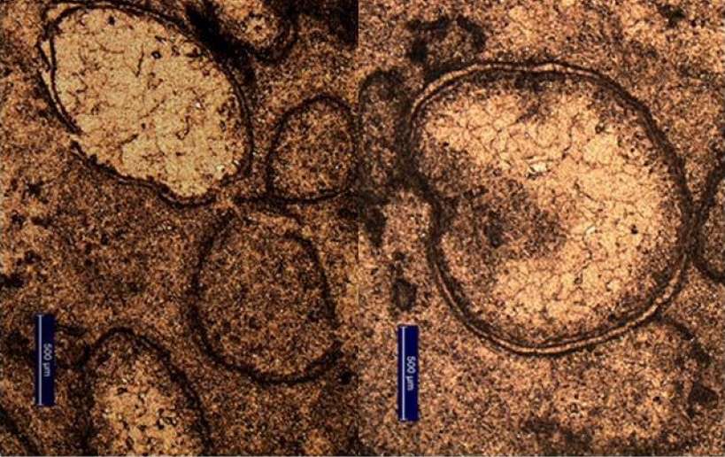 Andrew Glikson et Arthur Hickman ont découvert des sphérules (de petites billes de verre formées à partir de matière vaporisée lors d’un impact violent) dans des forages réalisés à Marble Bar, en Australie. © A. Glikson, Australian National University