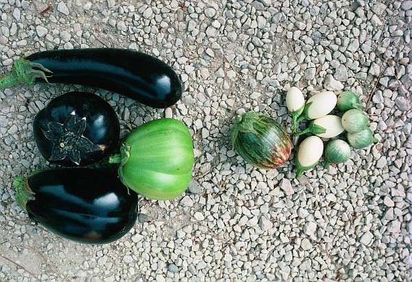 Les variétés d'aubergines Les variétés d'aubergines